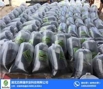 泥鳅养殖技术大全及白瑞鑫科技的技术转让